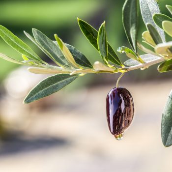 Buying the Best Olive Oil